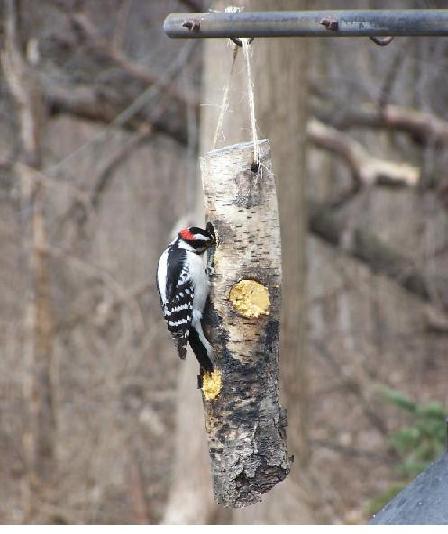 Peanut Butter Log Bird Feeder Cliff Lamere