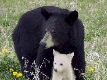 Albino Images