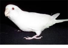 albino budgie