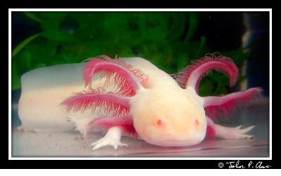 Pink Salamander