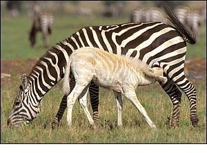 albino-zebra-b.jpg