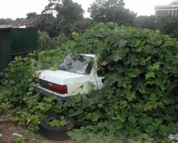 kudzu-car.jpg