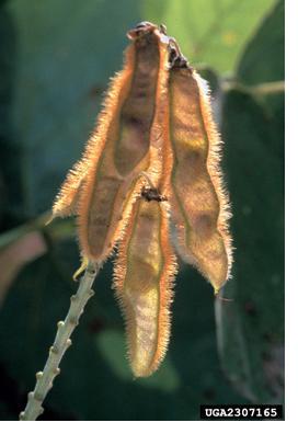 kudzu plant fruit seeds invasive vines appear horizontal rarely usually grow third until plants flowers flower only their year