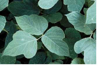 kudzu leaf vs poison ivy