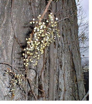 pictures of poison ivy plant. Many Poison Ivy plants do not