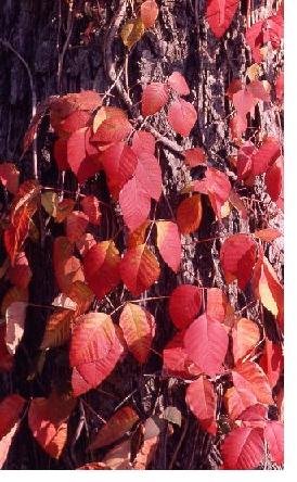 poison ivy plant fall. POISON IVY IN AUTUMN