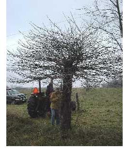 Poison Ivy Tree