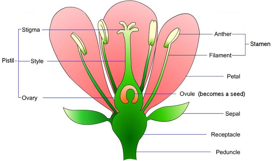 Parts Of A Flower Chart