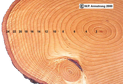 Image result for tree rings age