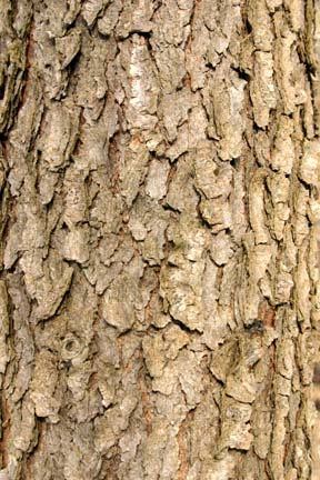 black cherry tree bark. Black Cherry Sycamore Red