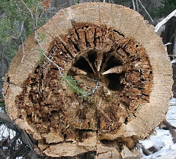 Mysterious Hollow Log Cliff Lamere